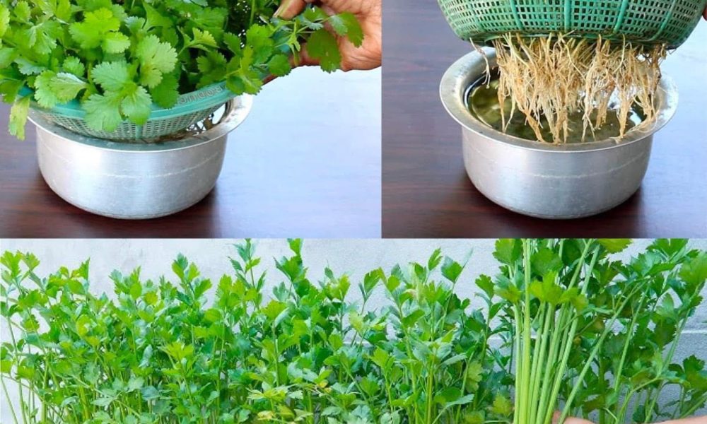 como plantar coentro em casa