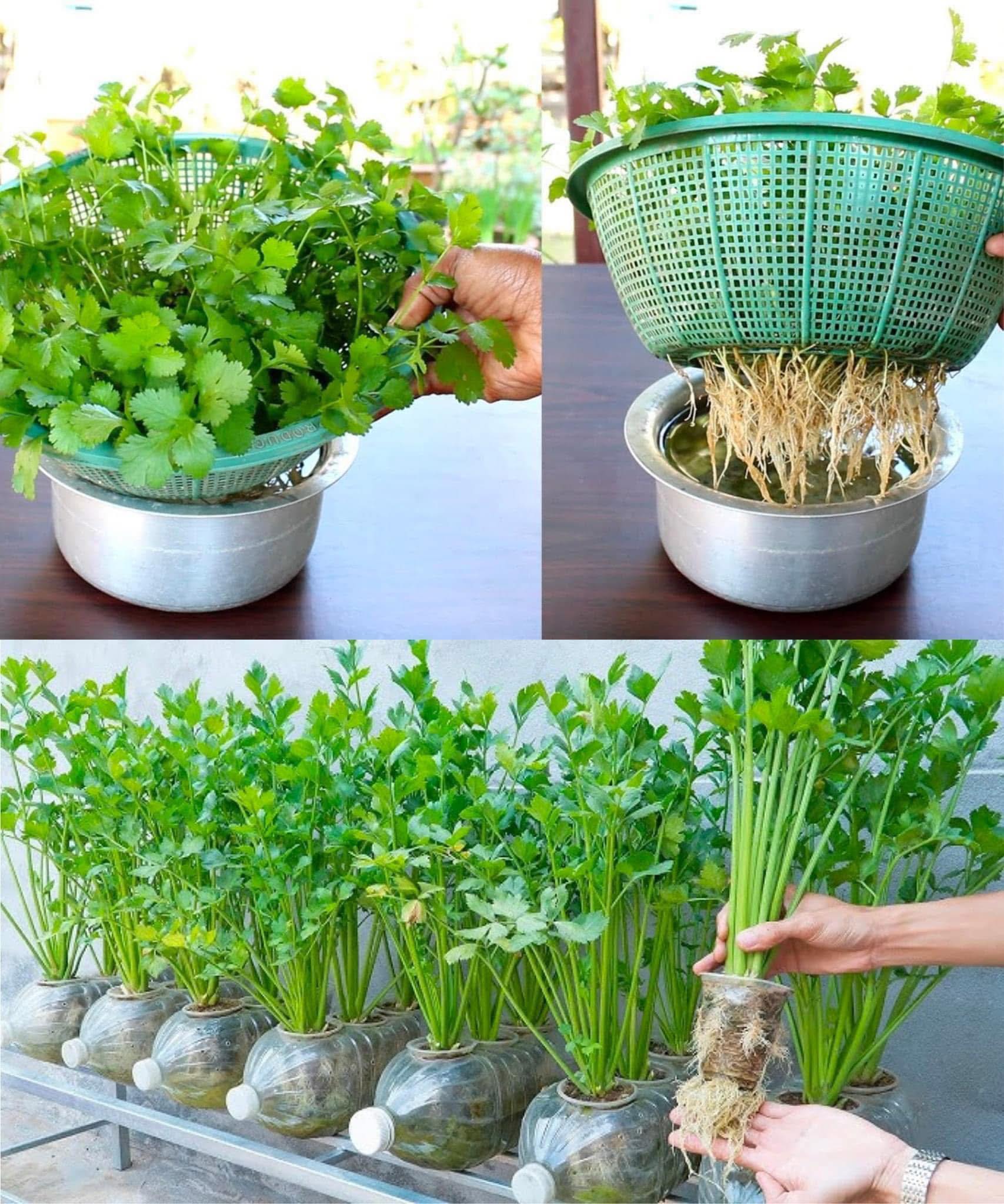 como plantar coentro em casa