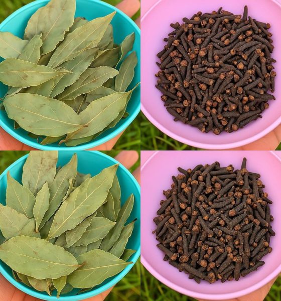 chá de louro