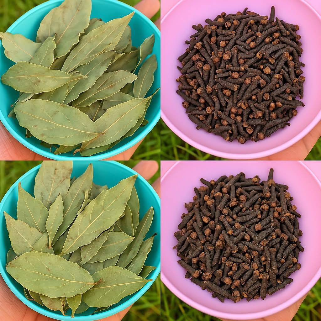 chá de louro