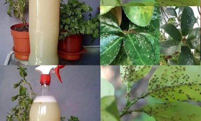 como fazer pesticida natural