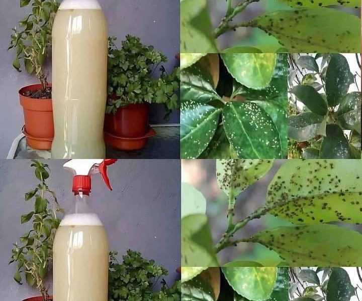 como fazer pesticida natural