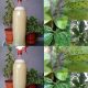 como fazer pesticida natural