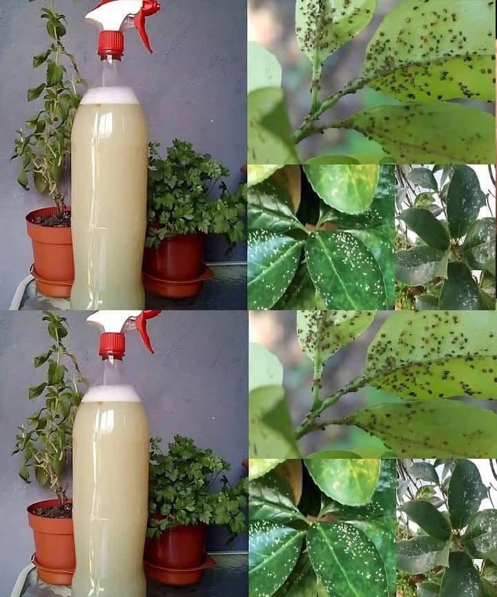 como fazer pesticida natural